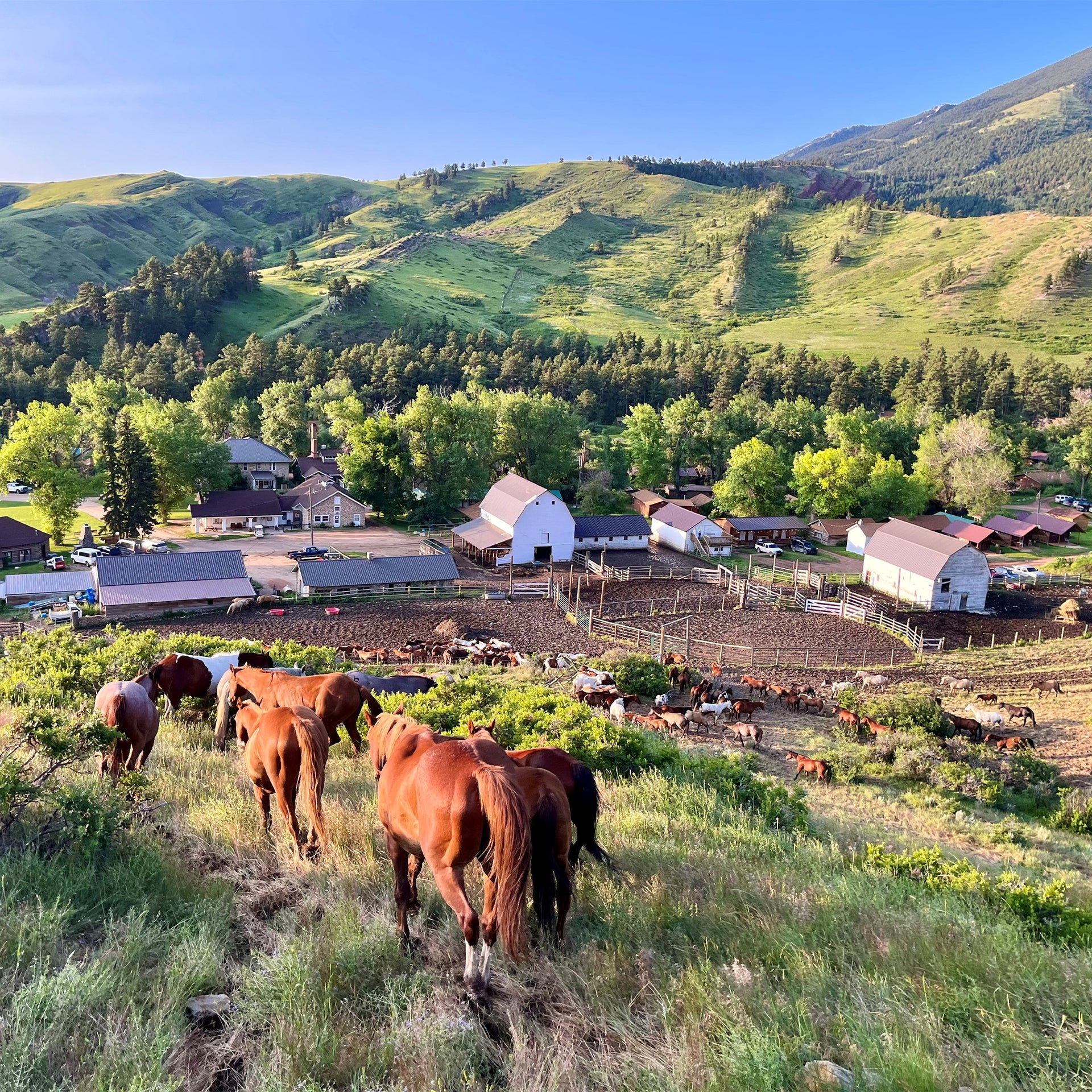 Eatons' Ranch - horses grazing on a hillside with a farm and mountains in the background